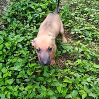 Chester, mâle X croisé né le 21/09/2025, chien à adopter