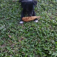 Belko, mâle X berger, né le 26/09/2025 🐶, chien à adopter