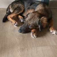 Azzura, femelle X berger née le 04/09/2025, chienne à adopter