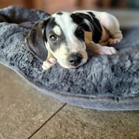 Ahès, femelle berger, née le 15/09/2025, chienne à adopter