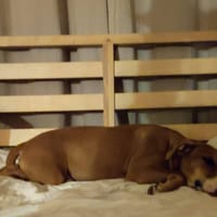 Aéla, femelle croisée berger, née le 15/06/2025 🐶, chienne à adopter