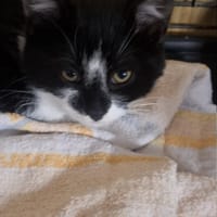 Woody, kot do adopcji