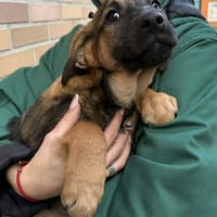 Bridget, suczka do adopcji