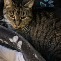 Kropka, kotka do adopcji