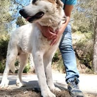 Snow kann gern persönlich besucht werden, Hund zur Adoption