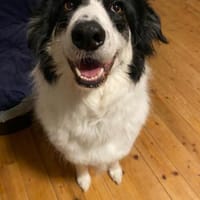 Hündin Helena sucht ein Zuhause, Hündin zur Adoption