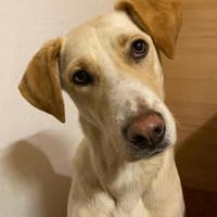 brave Familienhündin Lora, Hündin zur Adoption