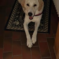 Arco wünscht sich das passende Zuhause🍀, Hund zur Adoption