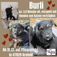 💙 Unser 💙Burli💙 sucht seine Menschen, Hund zur Adoption