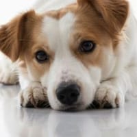 LILLY - auf PS in 44534 Lünen - NOTFALL!, Hündin zur Adoption