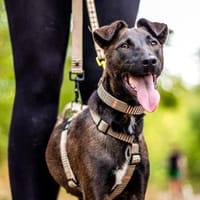 Zsizsi, neugieriger Jungspund, ca. 2 J, Hund zur Adoption