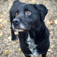 Elias, bewegungsfreudiger Begleiter, 12J, Hund zur Adoption