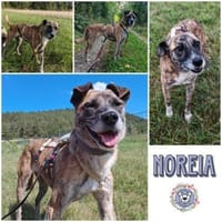 NOREIA * sanft + freundlich für Familie, Hündin zur Adoption
