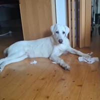 Liebenswerter Giovedi sucht Zuhause, Hund zur Adoption