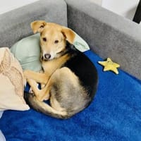 Verschmuster Bruno sucht ein Zuhause, Hund zur Adoption