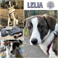 LELIA * offen zutraulich herzlich, Hündin zur Adoption