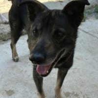 Eduard,  geselliger kleiner Mann, Hund zur Adoption