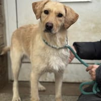 Quita, Hündin zur Adoption