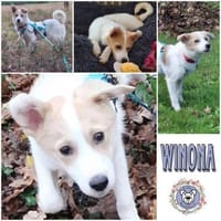 WINONA * plüschiges Welpchen, Hündin zur Adoption