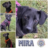 MIRA * zartes freundliches Mädchen, Hündin zur Adoption