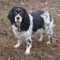 💕Fariba💕 sucht ihre Menschen💕, Hündin zur Adoption