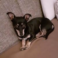 Klein Tonkitu ist so ein toller Schatz!, Hündin zur Adoption