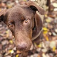 Treue Seele LADO, Hund zur Adoption