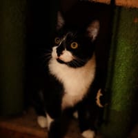 Katzenkind THADDÄUS sucht sein Zuhause!, Kater zur Adoption