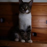 Katzenkind SUKI sucht ihr Zuhause!, Katze zur Adoption