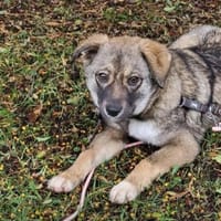 Lilly ❤sucht Dich, Hündin zur Adoption