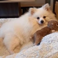 Snowy in 27478 Cuxhaven #, Hund zur Adoption