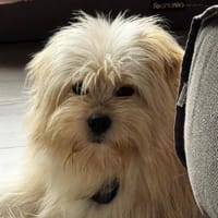 Sparky, ein putziges, liebes Kerlchen, Hund zur Adoption