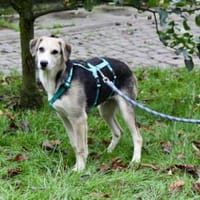 Geben Sie Bellino eine Chance?, Hund zur Adoption