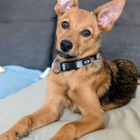 IGUALA 🌟 einfach bezaubernd!!, Hündin zur Adoption