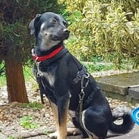 Zicco; Seelchen in Not, Hund zur Adoption