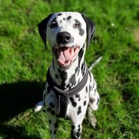 Askan, sanftmütiger Dalmatiner geb. 2021, Hund zur Adoption