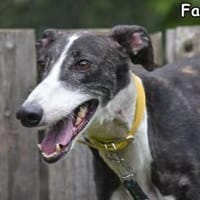 FARAONA, Hündin zur Adoption