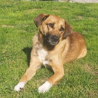 Liebevoller Bernd sucht seine Familie, Hund zur Adoption