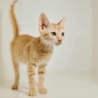 Mila, verspielte Entdeckerin, ca. 5 Mona, Katze zur Adoption