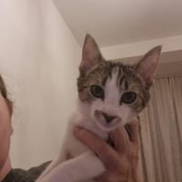 Sofie sucht liebevolles Zuhause 💛, Katze zur Adoption