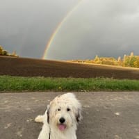 Luna sucht ein ländliches Zuhause, Hündin zur Adoption