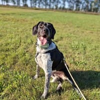 Nando  auf der Suche nach Liebe, Hündin zur Adoption