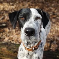 Bronco2 sucht einen Gnadenplatz, Hund zur Adoption