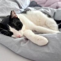 Andreas, großer Schmusekater, ca. 4 Jahr, Kater zur Adoption