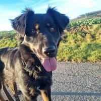 Miss Marple, Hündin zur Adoption