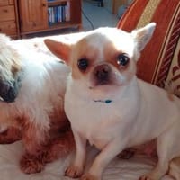 CAISY - kleine liebe ruhige Hündin, Hündin zur Adoption