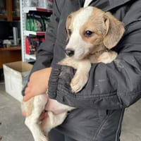 Sophiasucht ihr großes Glück🐾, Hündin zur Adoption