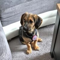 zuckersüsser, verspielter Franz, Hund zur Adoption