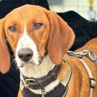 VIKTOR - verliert sein Zuhause!, Hund zur Adoption