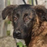 BILLY, Hund zur Adoption